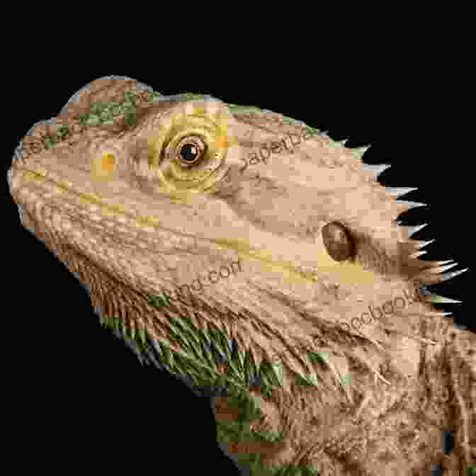 A Bearded Dragon Named Digger Is The Main Character Of A Children's Book. Digger The Bearded Dragon: Adventure My New Home (Digger S Adventures 1)