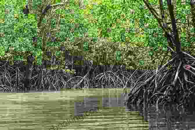 A Dense Mangrove Forest With Lush Green Vegetation And Intricate Root Systems, Creating A Labyrinth Like Environment. Crossing The Mangrove Maryse Conde