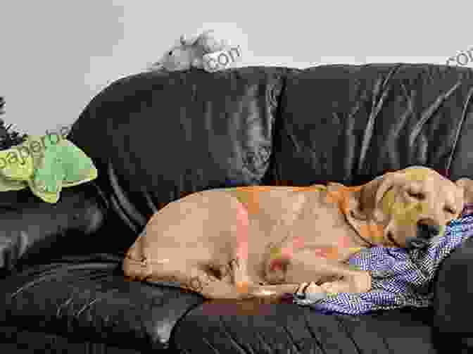 A Dog Sleeping On A Couch Unbelievable Facts About Dogs For Kids: Amazing Interesting And Fun Trivia You Need To Know About This Cool Animal With Quiz Questions