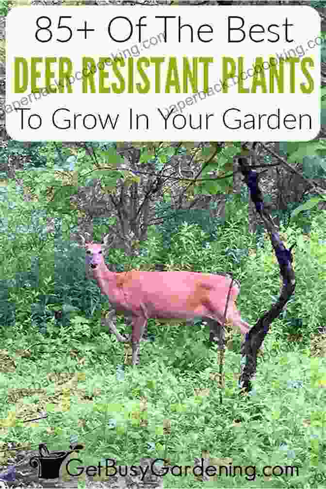 A Gardener Carefully Examines A Plant In Her Deer Resistant Garden, Utilizing The Expert Advice Found In The Book. 50 Beautiful Deer Resistant Plants: The Prettiest Annuals Perennials Bulbs And Shrubs That Deer Don T Eat