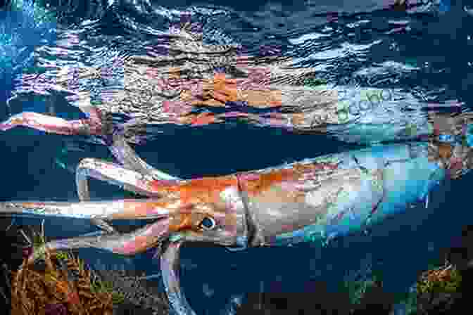A Giant Squid Swims In The Pacific Eddy PARADISE FOUND: Living In The Groove Of The Pacific Eddy