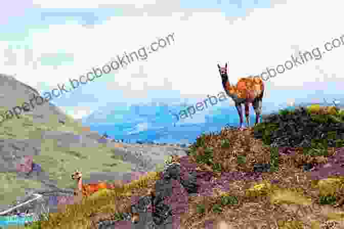 A Group Of Curious Guanacos Roaming The Patagonian Steppe Animals Of South America South America For Kids Animals Around The World Animals Of The Our Book Library Animals Of South America Children S Explore South America Jungle Animals: World Of Animals