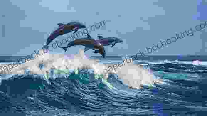 A Group Of Dolphins Leap Out Of The Water In The Pacific Eddy PARADISE FOUND: Living In The Groove Of The Pacific Eddy