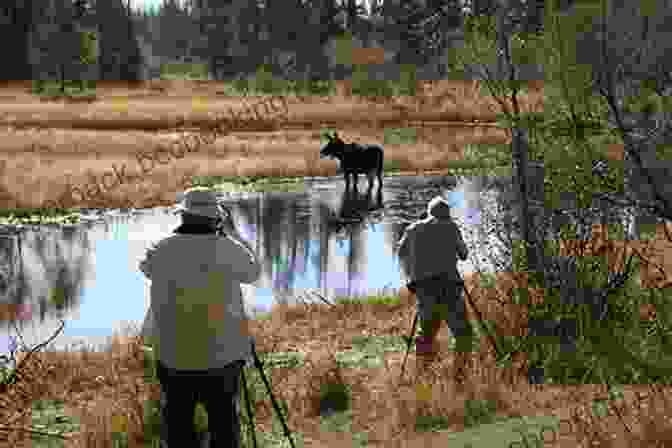 A Group Of Hikers Observing A Moose From A Distance. Life And Death In The North Woods: The Story Of The Maine Game Warden Service