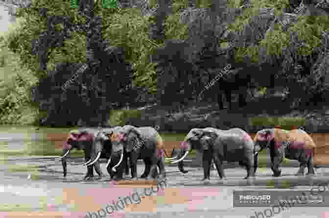 A Herd Of Elephants Crossing A River During A Safari In Africa Footprints In The African Sand: My Life And Times