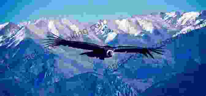 A Majestic Andean Condor Soaring Over The Andes Mountains Animals Of South America South America For Kids Animals Around The World Animals Of The Our Book Library Animals Of South America Children S Explore South America Jungle Animals: World Of Animals