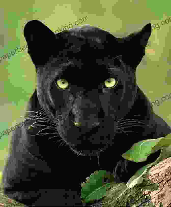 A Majestic Black Panther With Piercing Green Eyes Early Kings Of England: Band 14/Ruby (Collins Big Cat)