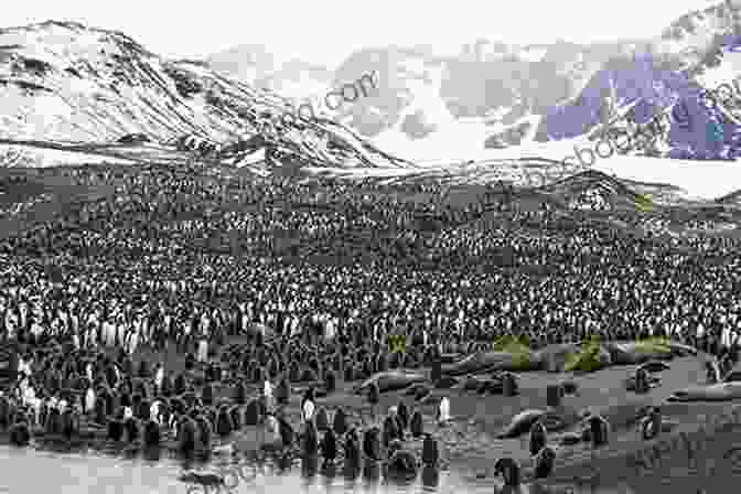 A Majestic Colony Of King Penguins Waddle Along The Icy Shores Of St. Andrews Bay. A Visitor S Guide To South Georgia: Second Edition (WILDGuides 110)