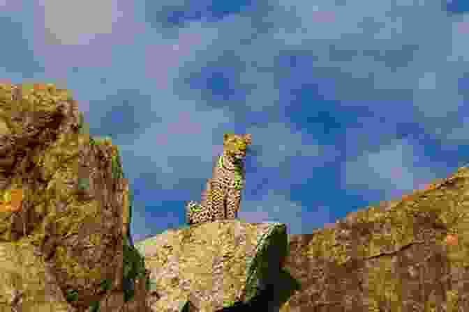 A Majestic Leopard Surveys Its Surroundings From A Rocky Outcrop. My Life With Leopards: A Zoological Memoir Filled With Love Loss And Heartbreak