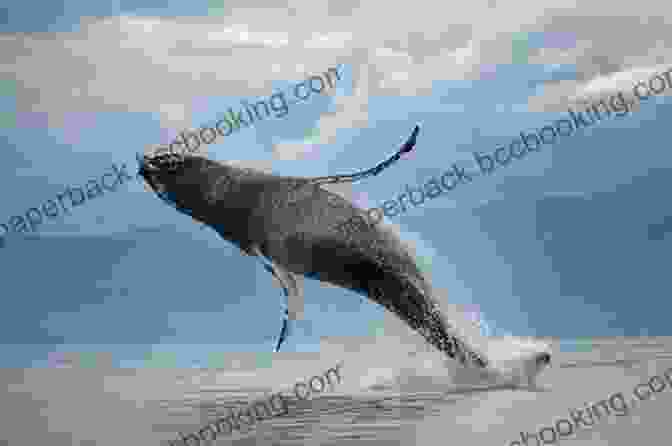 A Majestic Whale Breaching The Surface Of The Water Antarctica Where The Silence Speaks