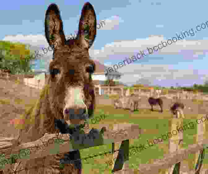 A Photograph Of A Donkey Standing In A Field, Looking Directly At The Camera. The Donkey Has A Kind Expression In Its Eyes And A Gentle Smile On Its Face. The Natural Superiority Of Mules: A Celebration Of One Of The Most Intelligent Sure Footed And Misunderstood Animals In The World Second Edition