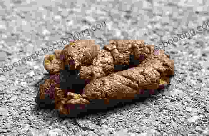 A Pile Of Dog Poop Unbelievable Facts About Dogs For Kids: Amazing Interesting And Fun Trivia You Need To Know About This Cool Animal With Quiz Questions