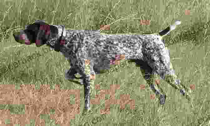 A Pointing Dog Frozen In A Classic Stance Training Your Pointing Dog For Hunting Home