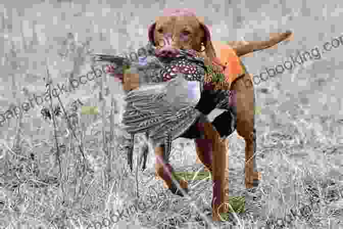 A Pointing Dog Retrieving A Bird Training Your Pointing Dog For Hunting Home