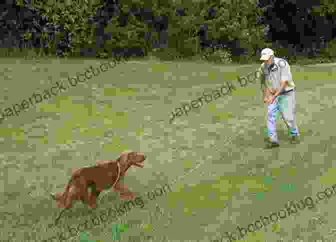 A Pointing Dog Working In The Field Training Your Pointing Dog For Hunting Home