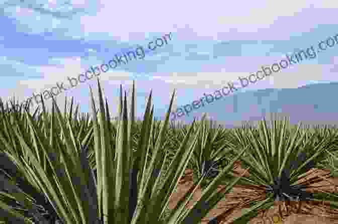 A Serene Agave Landscape Under A Brilliant Blue Sky, Showcasing Rows Of Towering Agave Plants. A Tour Through The Agave Landscape