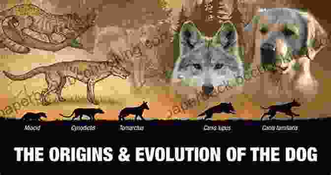 A Timeline Showing The Evolution Of Dogs From Wolves Unbelievable Facts About Dogs For Kids: Amazing Interesting And Fun Trivia You Need To Know About This Cool Animal With Quiz Questions