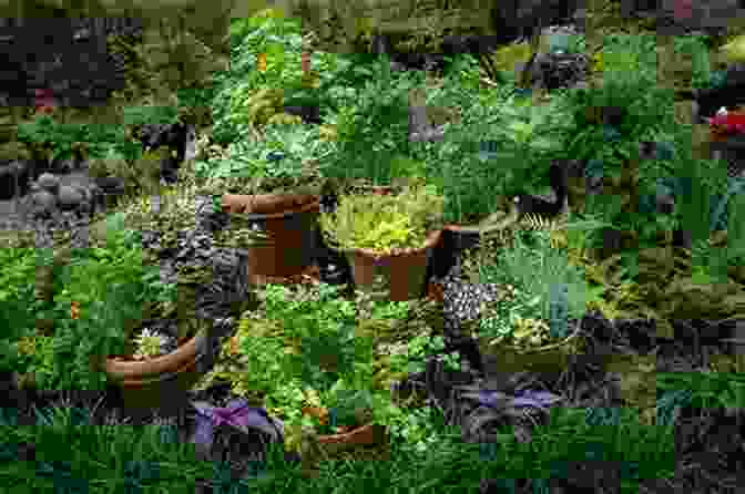 A Vibrant Herb Garden With A Variety Of Fresh Herbs Herb Gardening For Beginners: A Simple Guide To Growing Using Culinary And Medicinal Herbs At Home