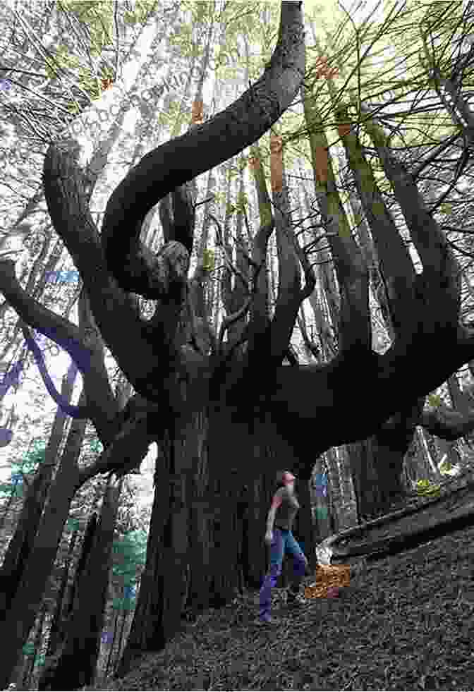 A Woman Embracing A Majestic Redwood Tree Legacy Of Luna: The Story Of A Tree A Woman And The Struggle To Save The Redwoods