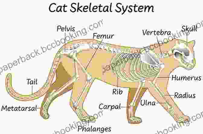 Animal Anatomy Diagram Showing Skeletal And Muscular Structures How To Paint Animals