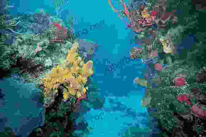 Diver Exploring A Vibrant Coral Reef In Cozumel Dive And Travel Cozumel Steve Rosenberg