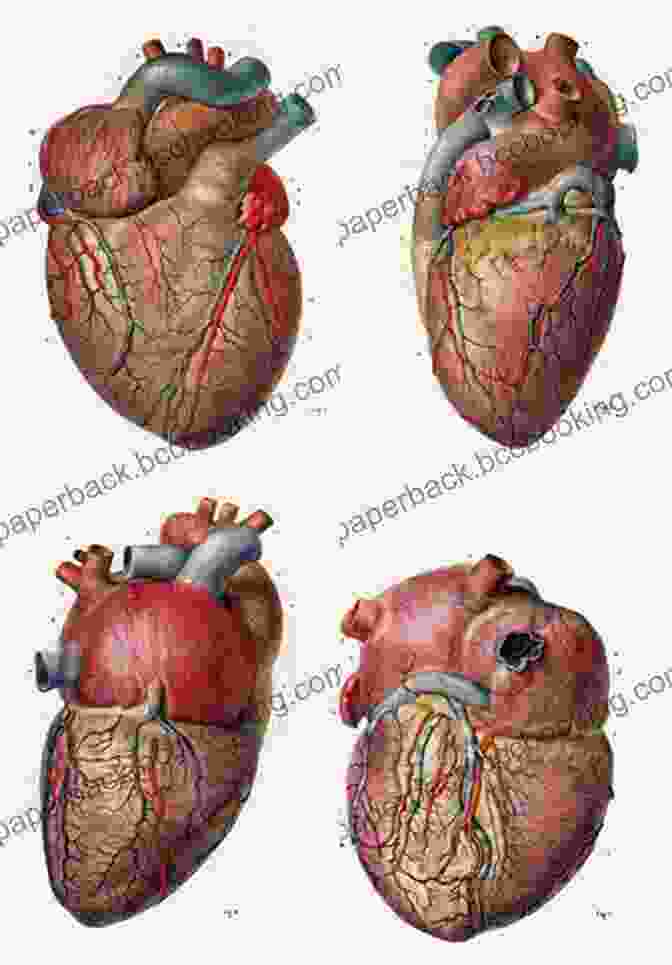 Gray's Anatomy Illustration Of The Human Heart Classic Anatomical Illustrations (Dover Fine Art History Of Art)