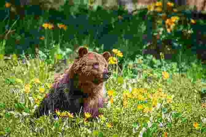 Grizzly Bear In Alaska Standing In A Field Of Wildflowers Adventures In The Wild Of Alaska: A Memoir In The Last Frontier Of Alaska