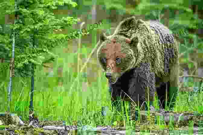 Grizzly Bear In Jasper National Park Jasper National Park In Alberta Canada: A Travel Guide