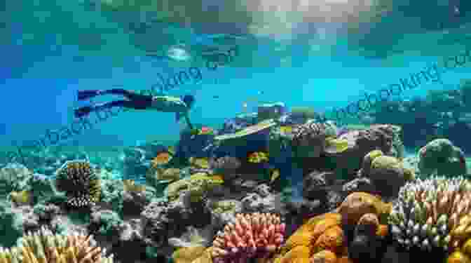 Group Of Snorkelers Exploring A Coral Reef In The Red Sea Snorkel The World: Red Sea Coral Reef Guide