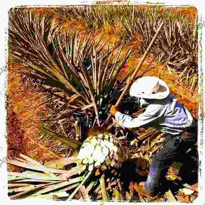 Indigenous People Harvesting Agave Leaves, Showcasing Traditional Techniques For Extracting Fibers And Producing Food From The Plant. A Tour Through The Agave Landscape