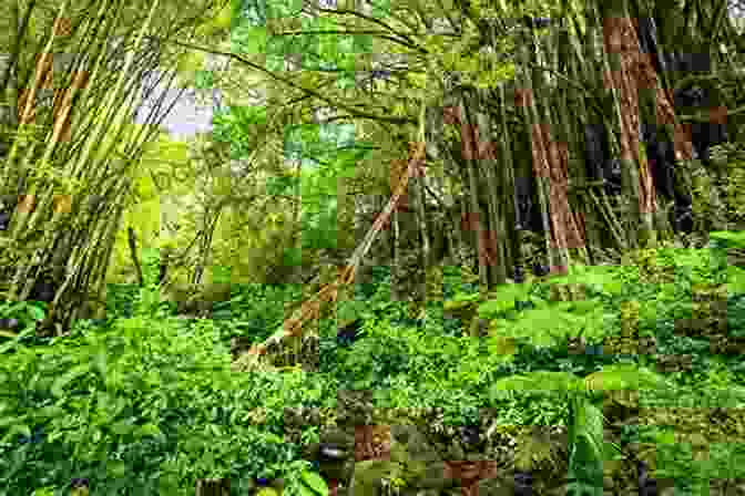 Lush Ferns And Towering Trees In Hawaii's Rainforests Drifting Off Hawaii