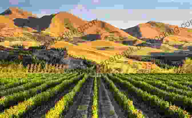 Panoramic View Of Rolling Vineyards In New Zealand New Zealand Wine Guide: A Visitor S Guide