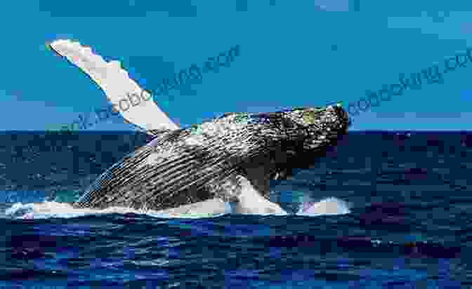 Photo Of A Humpback Whale Breaching In The Ocean Off The Coast Of Hawai'i The Value Of Hawai I: Knowing The Past Shaping The Future (Biography Monographs)