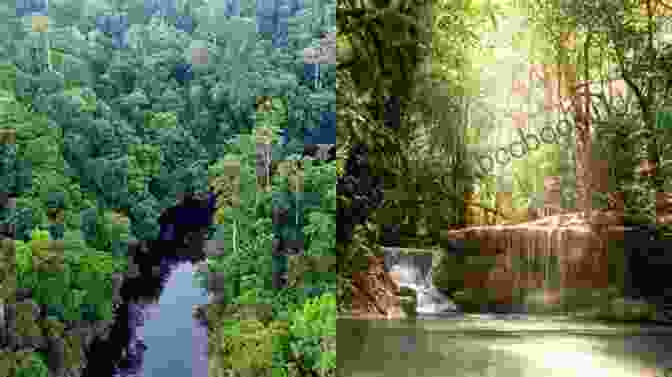 Rainforest Teeming With Biodiversity The Human The Orchid And The Octopus: Exploring And Conserving Our Natural World