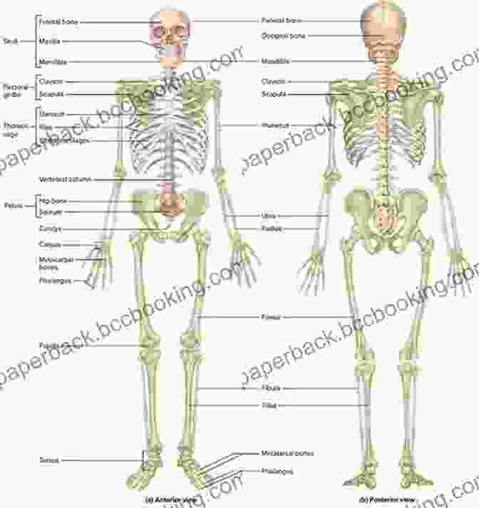 Skeletal Structure Of The Human Body, Showcasing The Similarities In Bone Structure Across Individuals. Note On The Resemblances And Differences In The Structure And The Development Of The Brain In Man And Apes