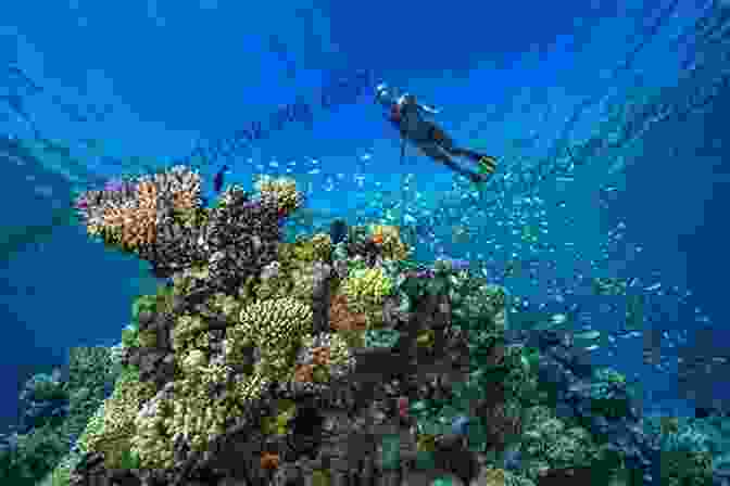 Snorkeler Exploring A Coral Reef In The Red Sea Snorkel The World: Red Sea Coral Reef Guide