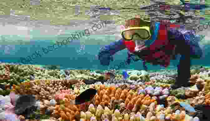 Snorkeler Exploring Vibrant Coral Reef In St. Thomas St Thomas Snorkeling Guide: Third Edition
