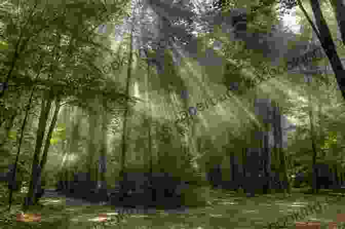 Sunlight Filtering Through A Canopy Of Evergreen Trees Galavanting Goddess: Alaska To Cuba And Back