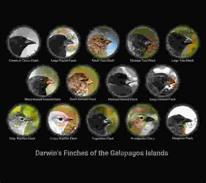 The Different Species Of Finches On The Galapagos Islands Provided Darwin With Evidence For Evolution Charles Darwin And The Voyage Of The Beagle