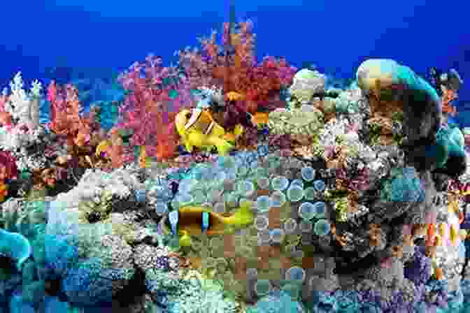 The Great Barrier Reef, A Vibrant Underwater World Teeming With Colorful Coral And Marine Life My Trip To Australia Tanav Patkar