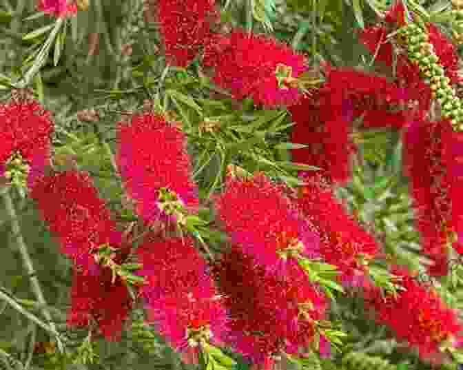 The Majestic Bottlebrush, An Iconic Australian Plant Discovering Australian Flora: An Australian National Botanic Gardens Experience