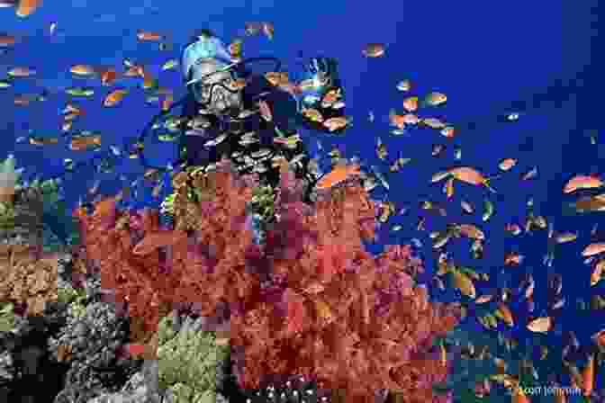 Underwater Photographer Exploring A Vibrant Coral Reef In The Southern Egyptian Red Sea Southern Egyption Red Sea Dive Guide