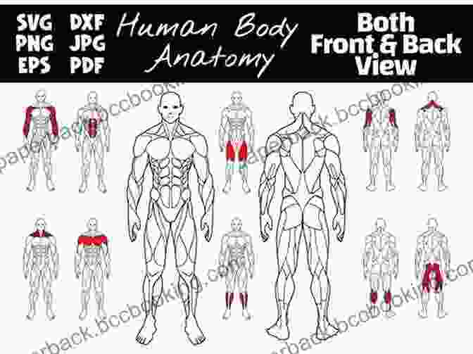 Variations In Muscle Development And Body Proportions, Highlighting The Diversity Of Human Physical Characteristics. Note On The Resemblances And Differences In The Structure And The Development Of The Brain In Man And Apes
